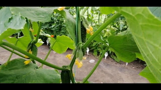 ??ОГУРЕЦ БЬЕРН В ТЕПЛИЦЕ. СОВЕТУЮ смотреть онлайн