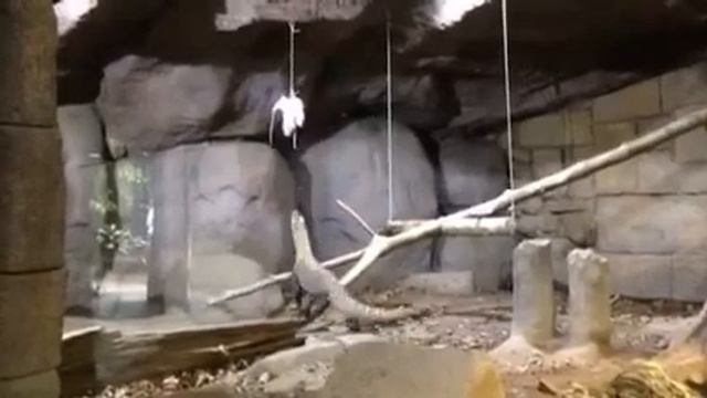 кормление варана смотреть онлайн