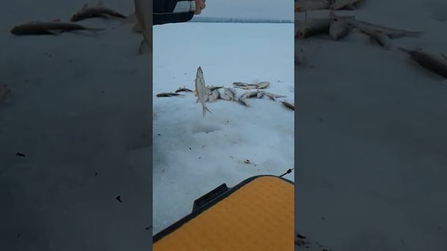 Ловля чебака зимой. смотреть онлайн