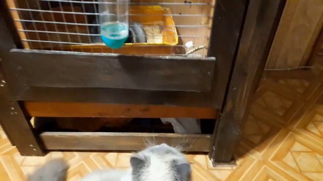 "Охота" на шиншиллу! / Давай играть! Чихуахуа Пулька, шотландская кошка Буня и шиншилла Боцман. смотреть онлайн