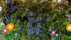 Голубика садовая Бриджита Блю. Краткий обзор, описание vaccinium corymbosum Brigita Blue