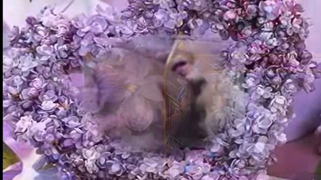 Эдуард Асадов — Скажите, Вы когда-нибудь любили. Муз. и исп. Фрумович #СамуилФрумович смотреть онлайн