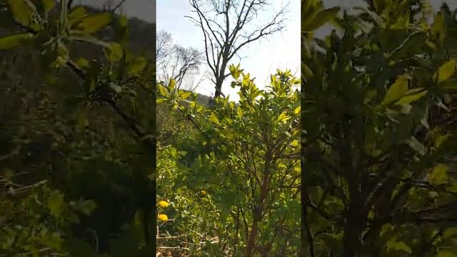 Шмели опыляют кустик жимолости / Звуки сада смотреть онлайн
