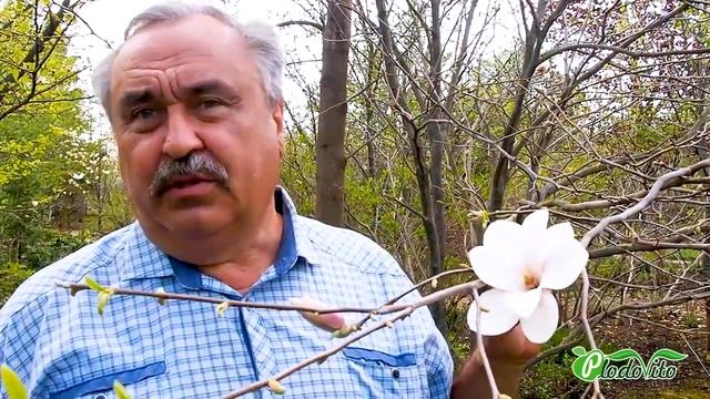 Магнолия Суланжа I Magnolia