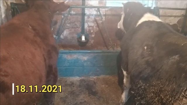 Выращивание бычка от рождения до забоя!!!! 700кг за 20 месяцев, рацион, условия выращивания