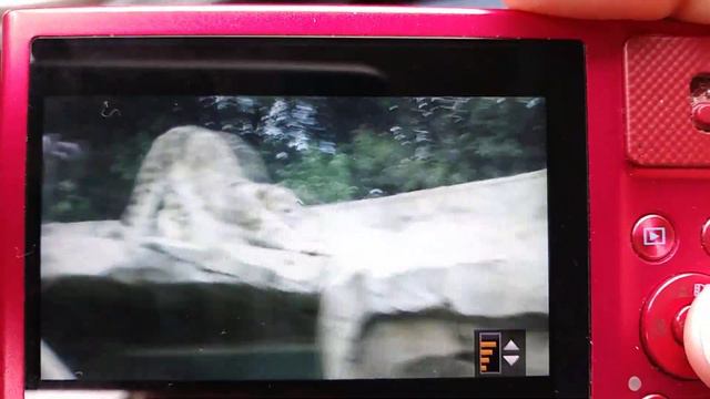 San Francisco Zoo Snow Leopard Raj Using Scaling Wall 3.19.22 смотреть онлайн