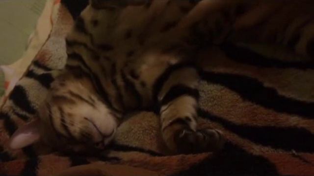 Ленивый бенгальский кот, Фостер!!! смотреть онлайн