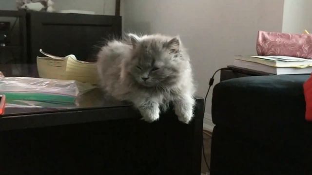 Funny Cute kitten wants to sleep смотреть онлайн