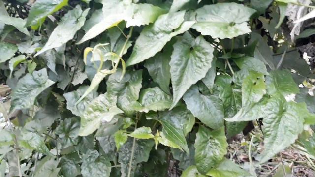 How to use Ayurvedic Plant Germani Lota | (Tito Lota) || Part -2 смотреть онлайн