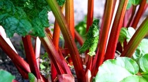 Чем богат Ревень? Польза и состав ревня