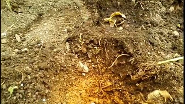 Сажаем сладкий перец в грунт смотреть онлайн