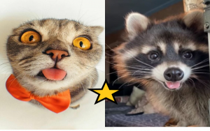 СМЕШНОЕ ВИДЕО О ЖИВОТНЫХ. ??ЛУЧШАЯ ПОДБОРКА КОТЫ, ЕНОТЫ, СОБАЧКИ 2022?.avi