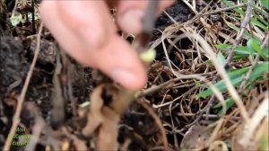 КАК ПРИВИТЬ ЯБЛОНЮ, ГРУШУ ВЕСНОЙ//МОЯ ЛЮБИМАЯ УСАДЬБА