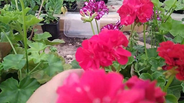 Пеларгонии новое увлечение. Обзор сортов смотреть онлайн