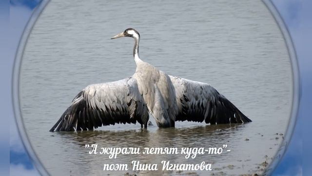 "А журавли летят куда-то" - стихи о любви - поэт Нина Игнатова смотреть онлайн