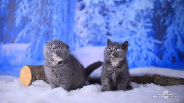 Продажа котят Шотландские вислоухие котята, Шотландские прямоухие котята смотреть онлайн