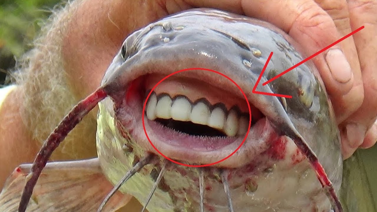 Сом? смотреть онлайн