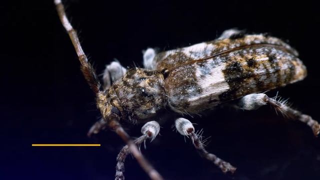 Hylotrupes Bajulus - House Longhorn Beetle смотреть онлайн