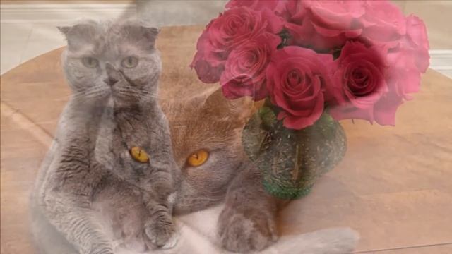 Мурчание кошки