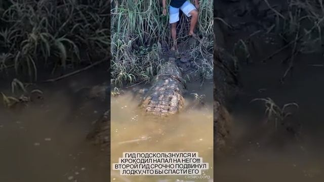 Га гида Оксана Самойловой и Джигана напал крокодил смотреть онлайн