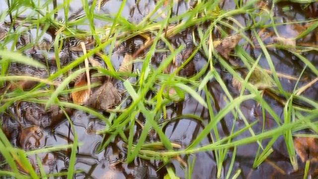 Гербарий смотреть онлайн