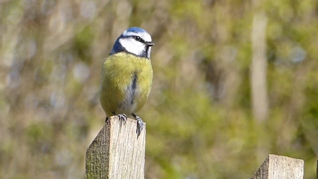 Sounds Of Nature|Your Soothing Space|Birdsong For Relaxing|meditation|deep Dream
