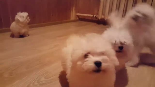 болонки 110118 2 смотреть онлайн