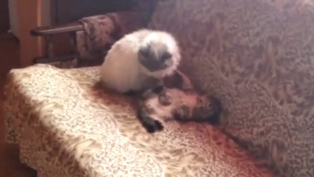 Размер не имеет значение. Дерзкий ,но милый. смотреть онлайн