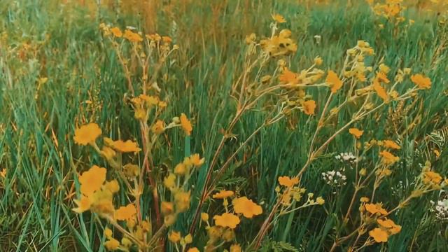 "ПЛАМЯ" ИНТЕРНЕТА / МУД ВИДЕО смотреть онлайн