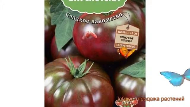 Томат обыкновенный Зефир в шоколаде ? обзор: как сажать, семена томата Зефир в шоколаде смотреть онлайн
