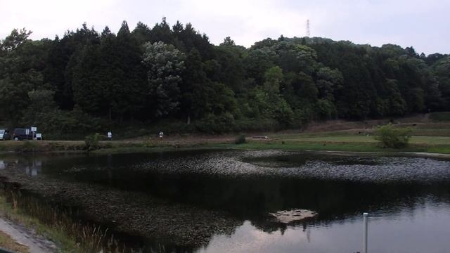 ЯПОНСКАЯ РЫБАЛКА и то как растёт РИС на залитых водой полях. смотреть онлайн