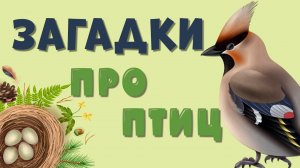 ЗАГАДКИ про ПТИЦ 🦉 Веселые вопросы с подсказками для детей | Учим животных играя