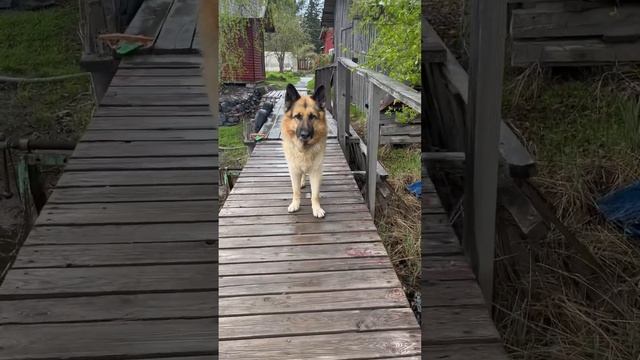 Джексон - пес экскурсовод #карелия #ладога #петрозаводск #питкяранта #сортавала смотреть онлайн