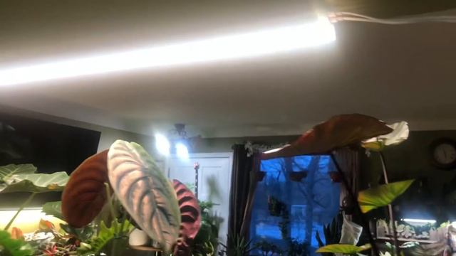 Grow lighting TIPS (PART 2) grow lights tour of our led, fluorescent, t5, power usage, watts indoor смотреть онлайн