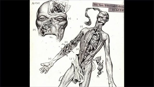 Отчет о вскрытие женщины Тау касты Эфирных Имперским Магосом Биологисом. смотреть онлайн