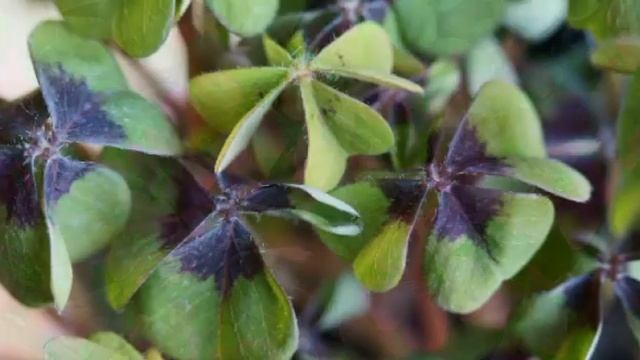 Ukrasna detelina sa četiri lista, oxalis deppei смотреть онлайн