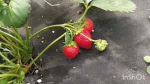 клубника Фурор