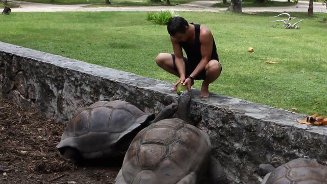 Seychelles, La Digue, Turtle 4 / Сейшеллы, Ла Диг, черепахи 4 смотреть онлайн