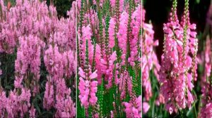 Цветок физостегия — уход в открытом грунте