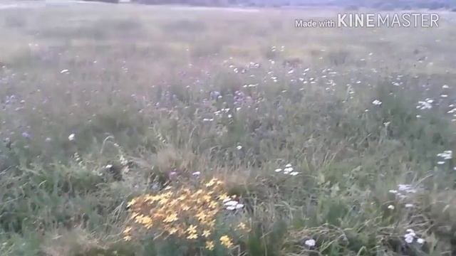 Минитрактор ,,Catmann 220`` (часть 1) смотреть онлайн