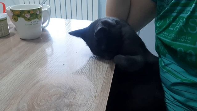 Глухих - смешно кошка @Iamdeaf смотреть онлайн