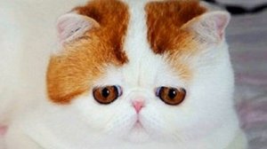 Самые Добрые Породы Кошек