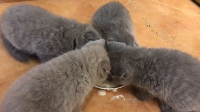 Котята кушают