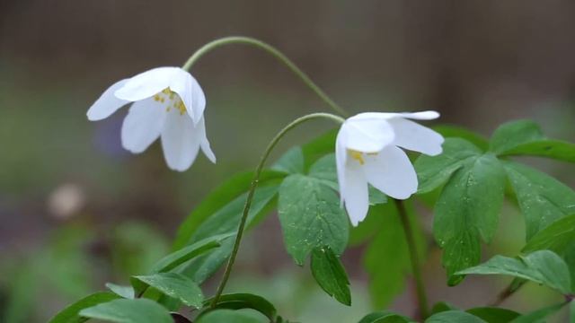 Ветреница Дубравная Anemone nemorosa смотреть онлайн