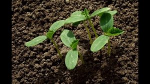 Обзор сорта кабачков "Чёрный красавец" (характеристики, свойства, фото)