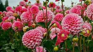 Георгины. Подкормка.Уход.