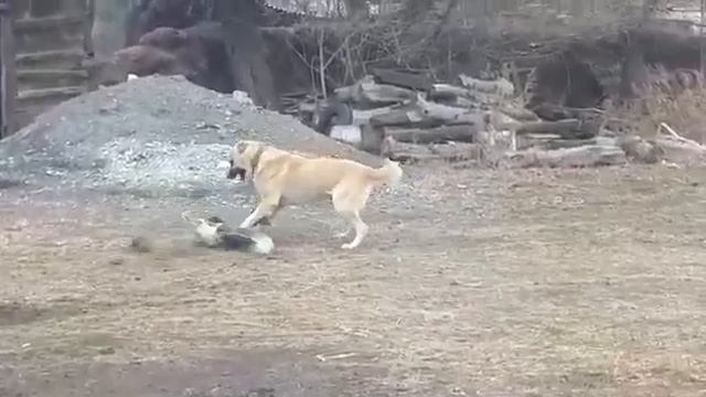 Goose vs Dog fight смотреть онлайн