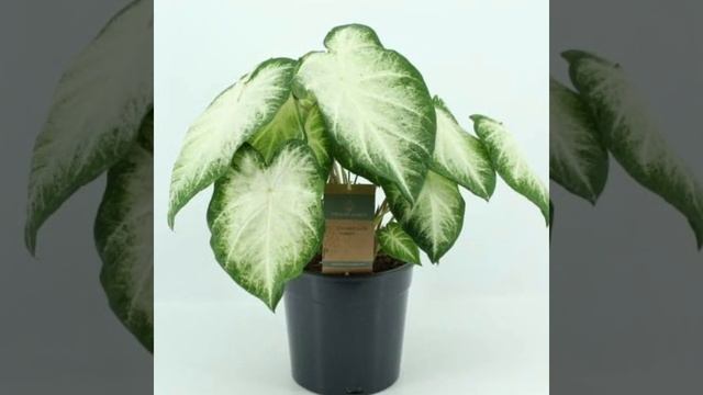 100+ Caladium Plant Species | Caladium Plant varieties with names | Plant and Planting смотреть онлайн