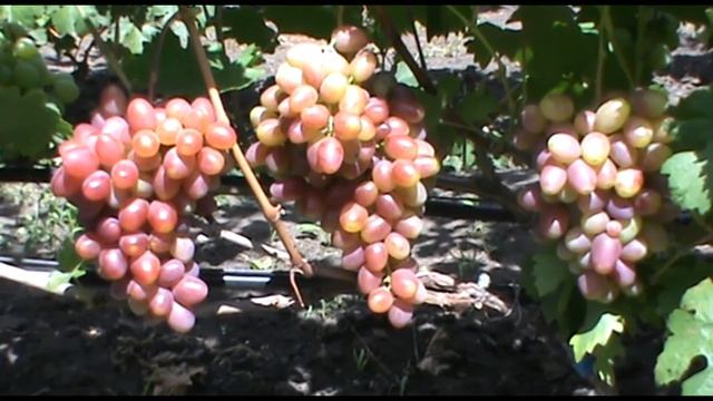 Виноград Полонез селекции О. М. Писанки - красивый и урожайный (Grape Polonaise) смотреть онлайн