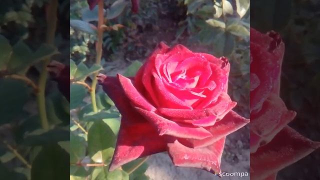 Моя роза Black Beauty. смотреть онлайн